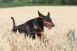 DOBERMANN 561